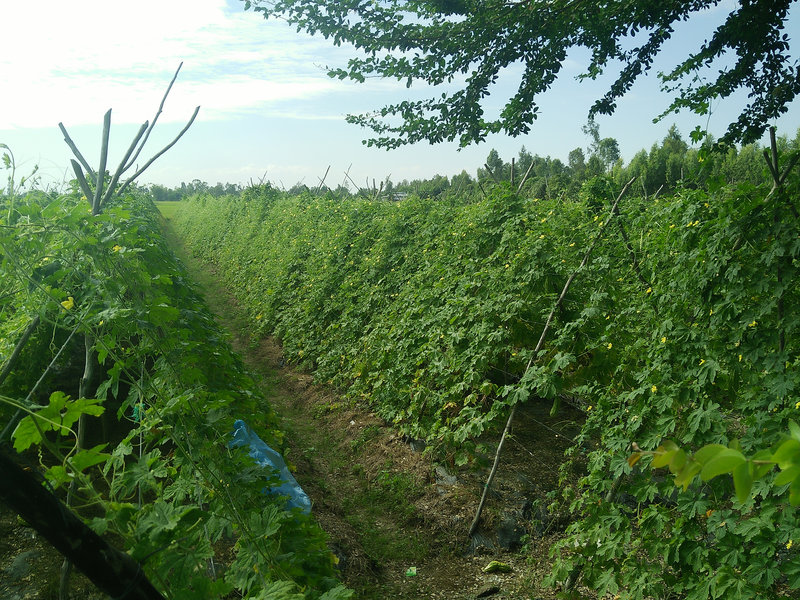 Gian trong kho qua.jpg